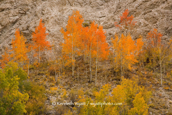 fall color, Colorado, Cottonwood Canyon, red, trees photo